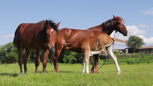 Brown Foal Sucking Milk From Mother Horse at Ranch While Grazing on Pasture