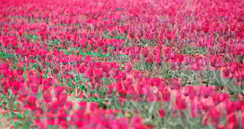Blooming Tulips on Agriculture Field