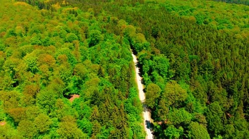 vuelo aéreo Zumbido sobre un exuberante bosque de verano y un paisaje de carreteras
