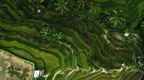 Wunderschöne Reisfelder auf Bali