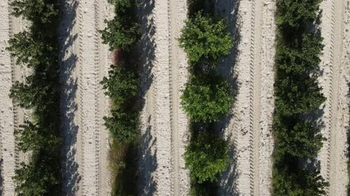 Aerial Reihe von Apfelbäumen