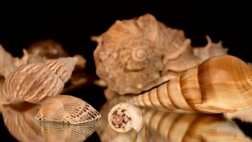Beaucoup de coquillages sur fond noir, rotation, réflexion, gros plan, la came se déplace vers la gauche