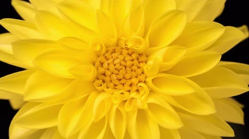 Bright Yellow Dahlia Flower Close Up