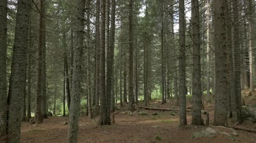 Inside a Spruce Forest