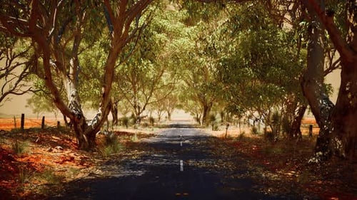 Open Road in Australia with Bush Trees