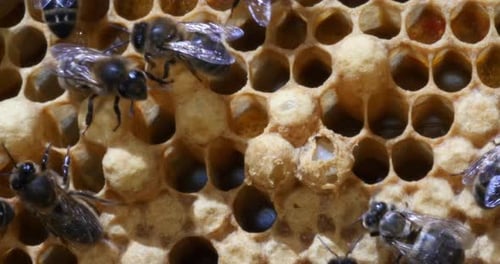 |European Honey Bee, apis mellifera, Bees on a males brood,, Bee Hive in Normandy, Real Time 4K