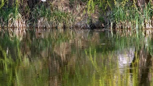 Ducks Swim on Lake Close Up