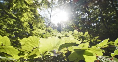 Nahaufnahme von Buchenblatt im Wald mit Sonneneruption im Rahmen