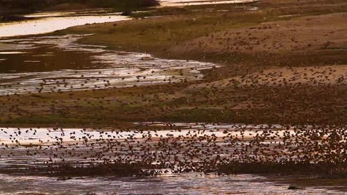 Red-billed Quelea in Kruger National park, South Africa