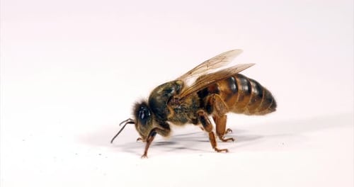 European Honey Bee, apis mellifera, Queen grooming against White Background, Normandy, Real Time 4K