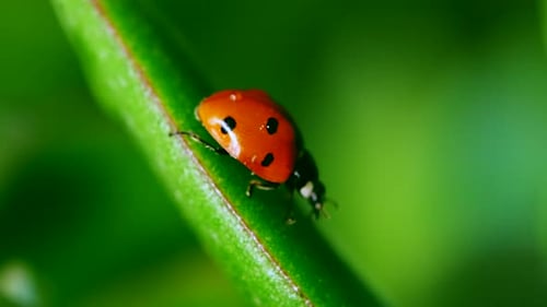 Ladybug Crawling on Green Stem in Close-up
