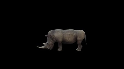 Realistic 3D Rhinoceros Grazing Animation