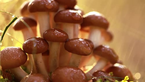 Armillaria Mushrooms of Honey Agaric In a Sunny Forest in the Rain