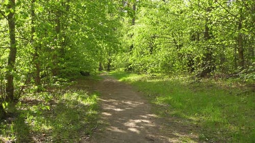 Wunderschöne grüne Wälder bei sonnigem Tag