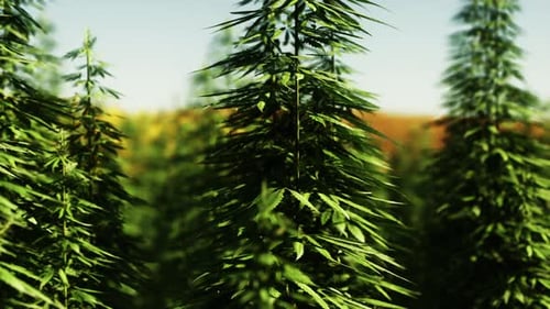 Green Technical Marihuana Cannabis Field