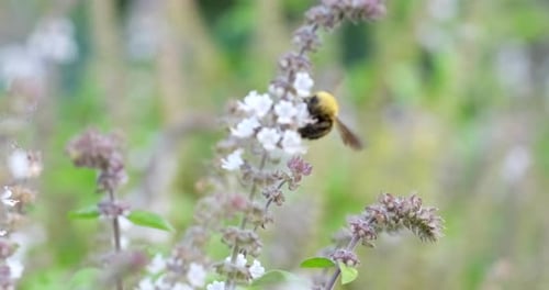 A Flying Bug collects nectar from white Field Flower