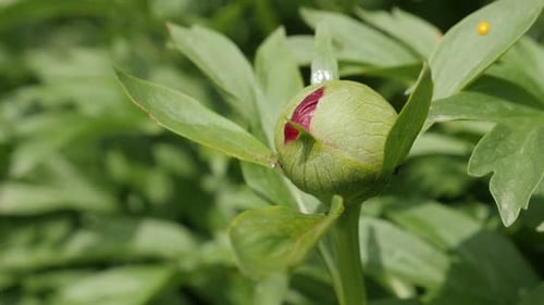 Close-up of Paeoniaceae family green peony bud 4K 2160p 30fps UltraHD footage - Opening of Paeonia