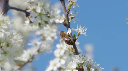 Honigbiene sammelt Blütenpollen. Frühlings-Natur. Die Biene sammelt Nektar von den weißen Blüten.