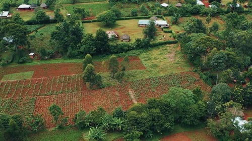 Agricultural Fields in an African Village