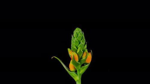 Orange Flower Blossom Blooming in Time Lapse