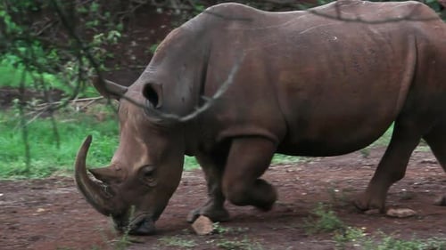 Rhino walking close to the camera