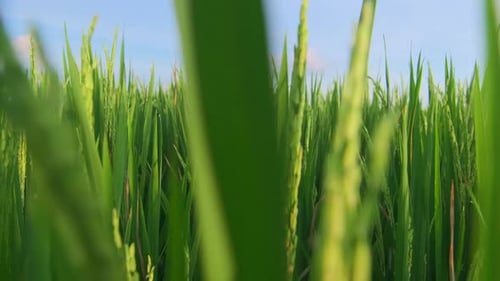 Close Up Green Rice Grass on Sunny Morning Day Cobs of Plants Sway From Wind