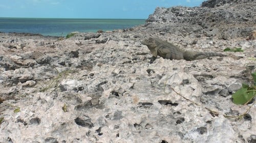 Cuban Rock Iguana