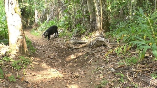 Wildes Schwarzschwein in Topes De Collantes, Kuba