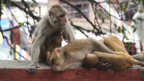 Monkeys in the City of Kathmandu