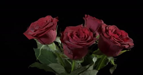 Birthday present with roses.
