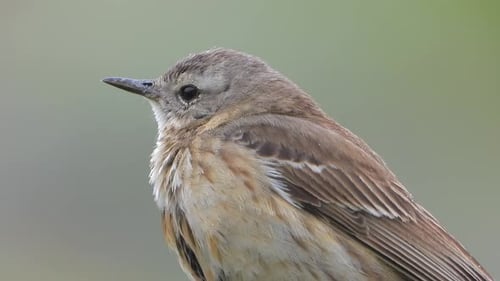 Kleiner Vogel mit hellbraunem und grauem Streifenmuster