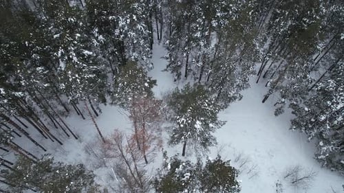 Wunderschöner Winterwald mit Blick von oben