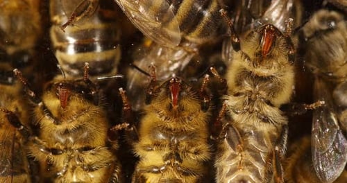 |European Honey Bee, apis mellifera, black bee on a glass / we can see the proboscys