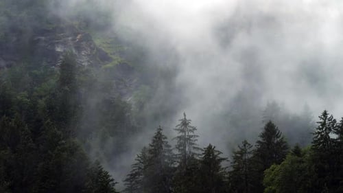 Rainy Day In Swiss Pine Trees Covered Mountain Valley