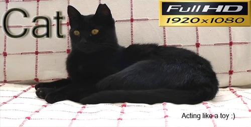 Katze benimmt sich wie ein Spielzeug - Full-HD
