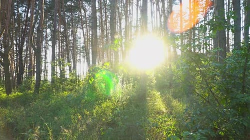 Walking In The Wood At The Sunset