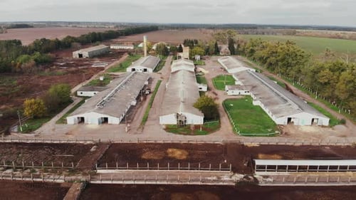 Étable d'agriculture industrielle avec beaucoup de vaches, vue aérienne par Drone. Concept d'agronomie