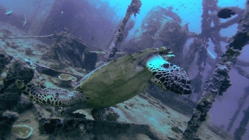Sea Turtle Swimming Near Sunken Ship Wreckage
