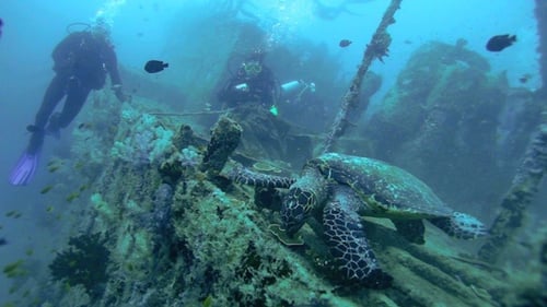 Sea Turtle Resting Near Shipwreck with Scuba Divers