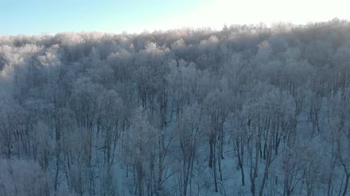 Fly in the winter forest