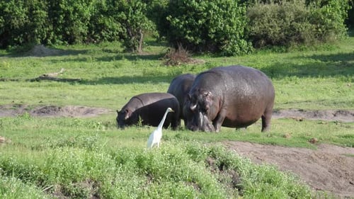 Two Hippos with a baby grazing next to a river