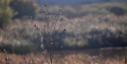 Plants Swaying Gently in Sunlit Meadow