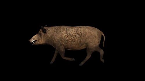 Wildschwein-Spaziergang