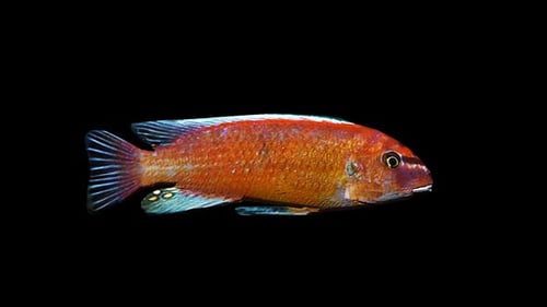 Vibrant Colorful Fish Swimming Slowly on Black Background