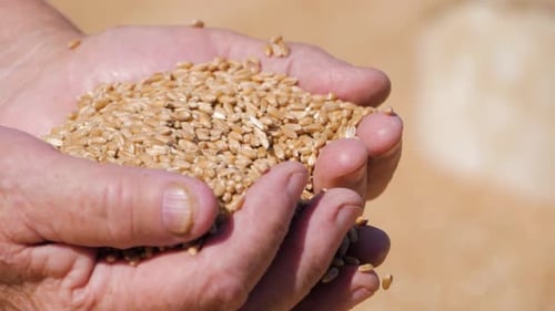 Farmer Hands Holding Golden Wheat Grain