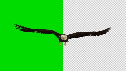 Eagle - Bald - Flying Loop - Front View