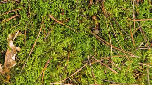 Moss Green Texture