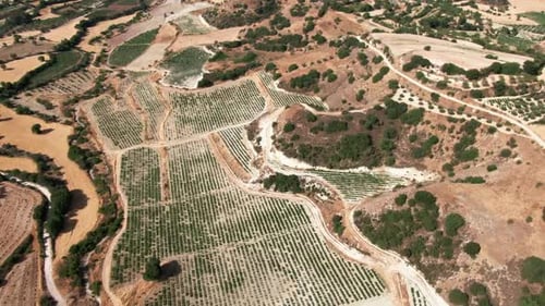 Vue aérienne de la plantation de raisins par une journée ensoleillée à Chypre