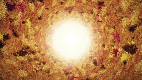 Autumn Forest Tunnel