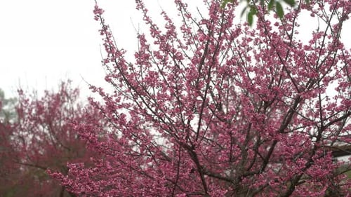 Vivid Pink Cherry Blossoms Blooming in Springtime